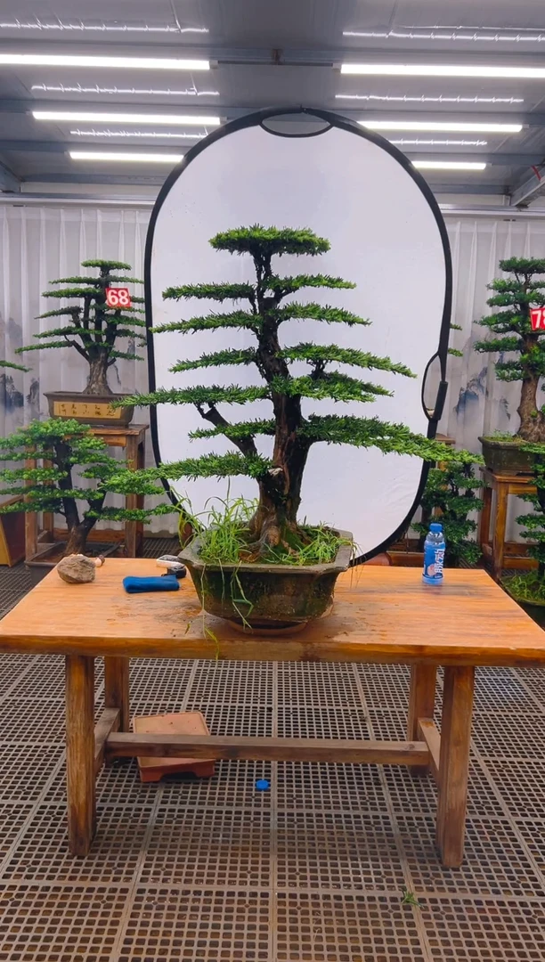 无花朵讨****感精品盆景直播间一物一拍