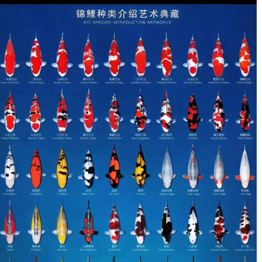 大日血统锦鲤观赏鱼活体