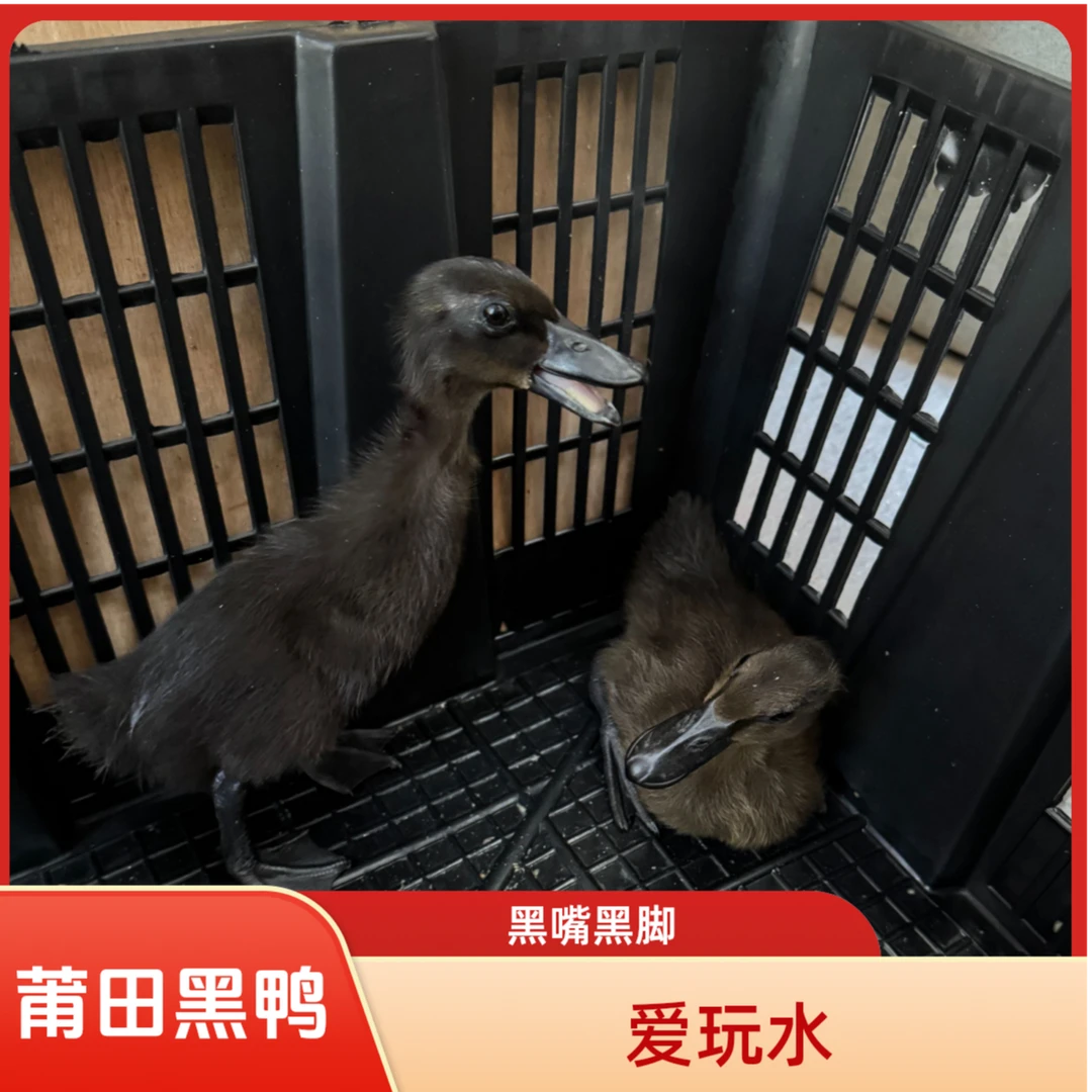 宠物鸭 黑嘴黑脚 爱跟随 爱玩水 顺丰包邮