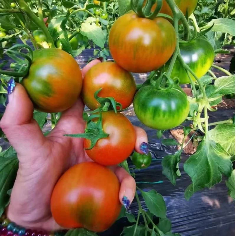 【京津冀次日达】新鲜草莓西红柿碱地西红柿番茄番茄同城配北京市