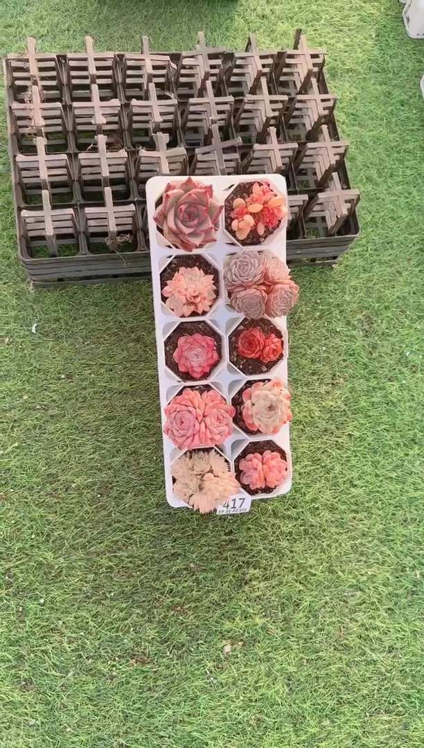 【闪购商品】梦会多肉一物一拍