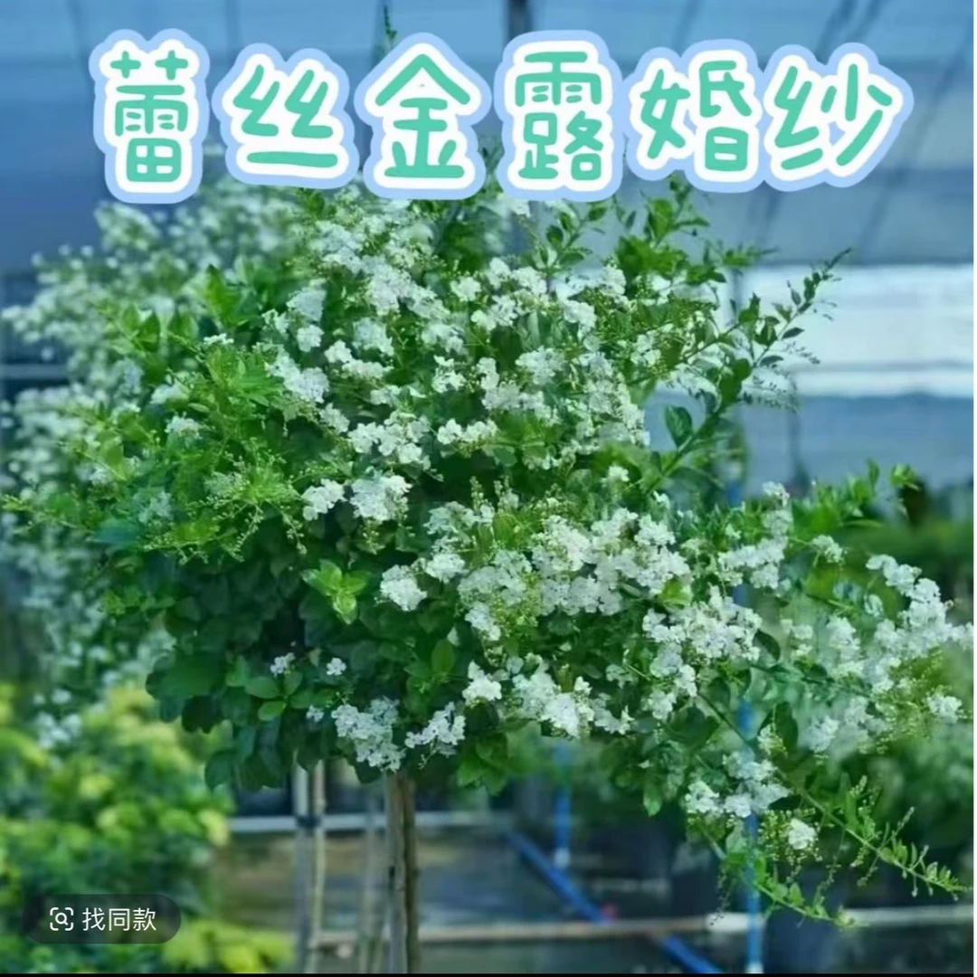 【婚纱蕾丝金露纯露天2加仑棒棒糖】巧克力香味耐热耐晒好养易成活