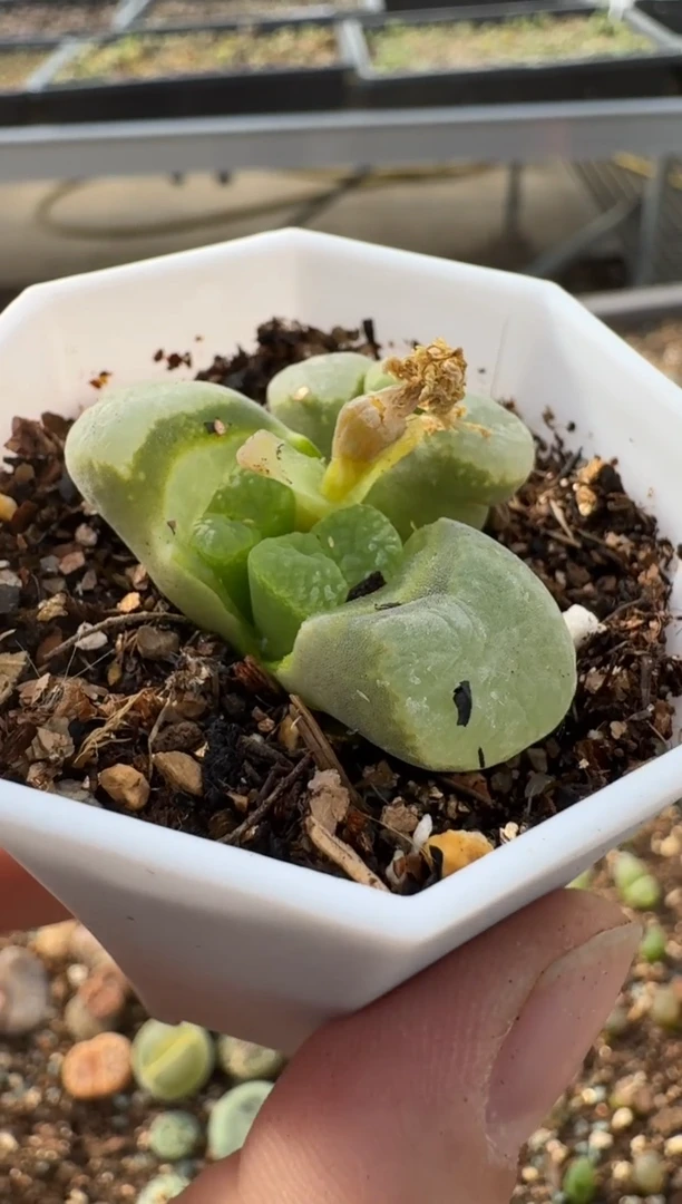 【闪购商品】7-213