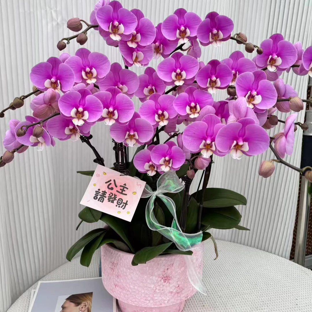 韵艺精品【安娜】 玫红粉色系蝴蝶兰 鲜花绿植 带花带花苞