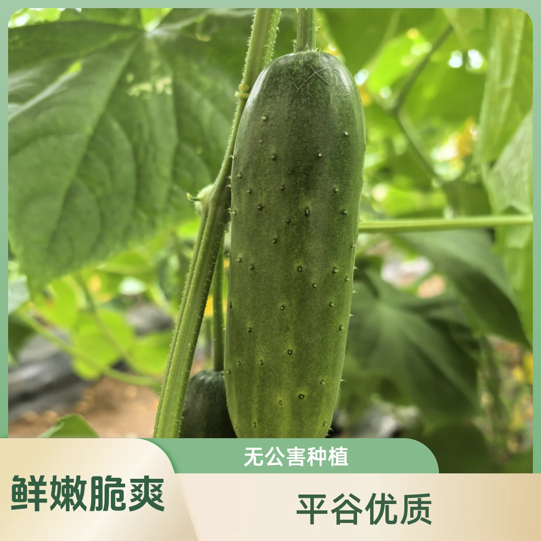 【小云助农】平谷旱秋黄瓜秋黄瓜