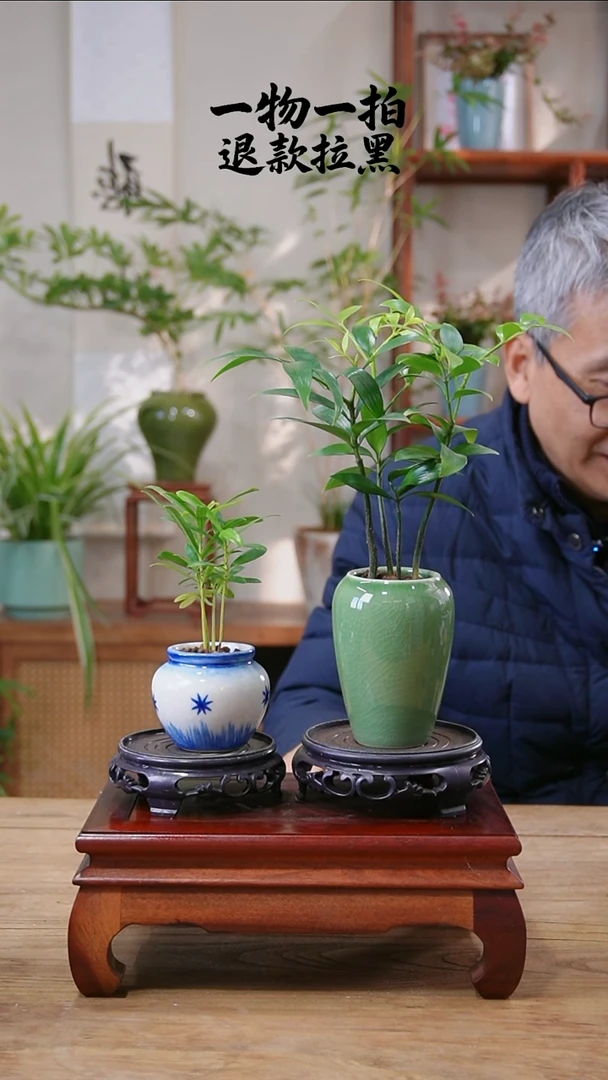 完全开放玄*居竹柏+罗汉松156