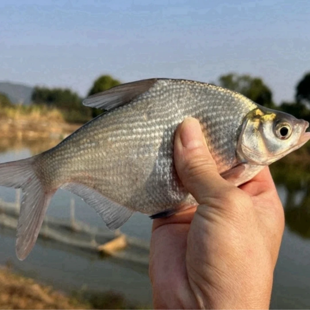 [北江鳊（边）鱼]北江渔民捕捞本地鳊鱼煎蒸2斤/4斤