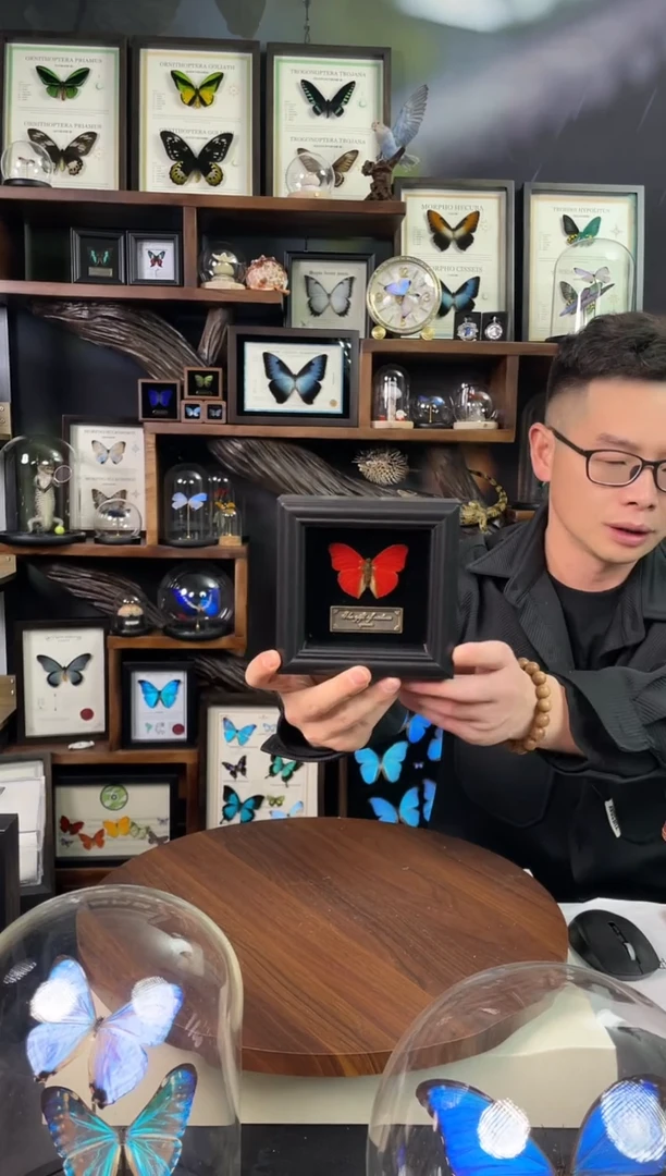 血漪蛱蝶-黑绒底版【4寸欧式方框】