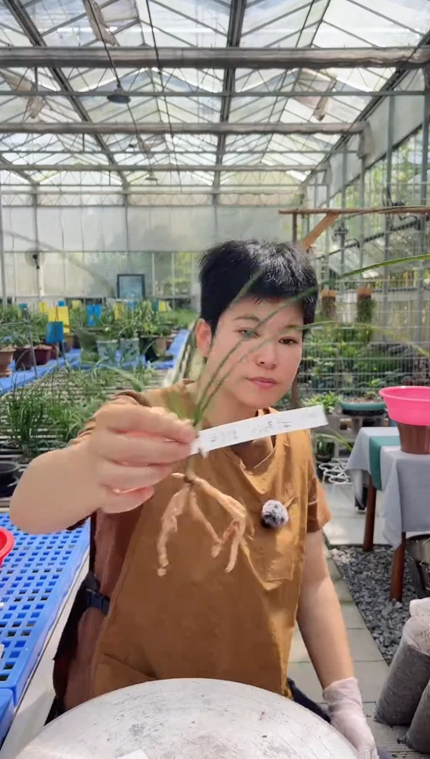 当前无花朵，栽培后可花朵陋***A白玉素，，，， 陋室兰香A