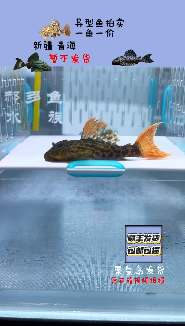 清道夫6+不包入缸损28