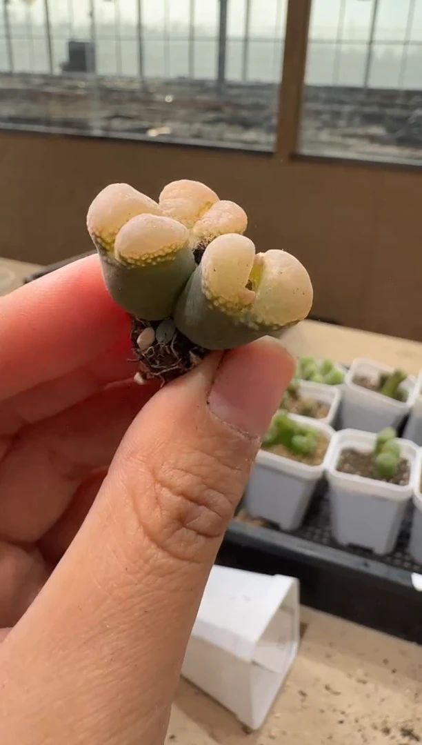 10-404多肉植物肉锥