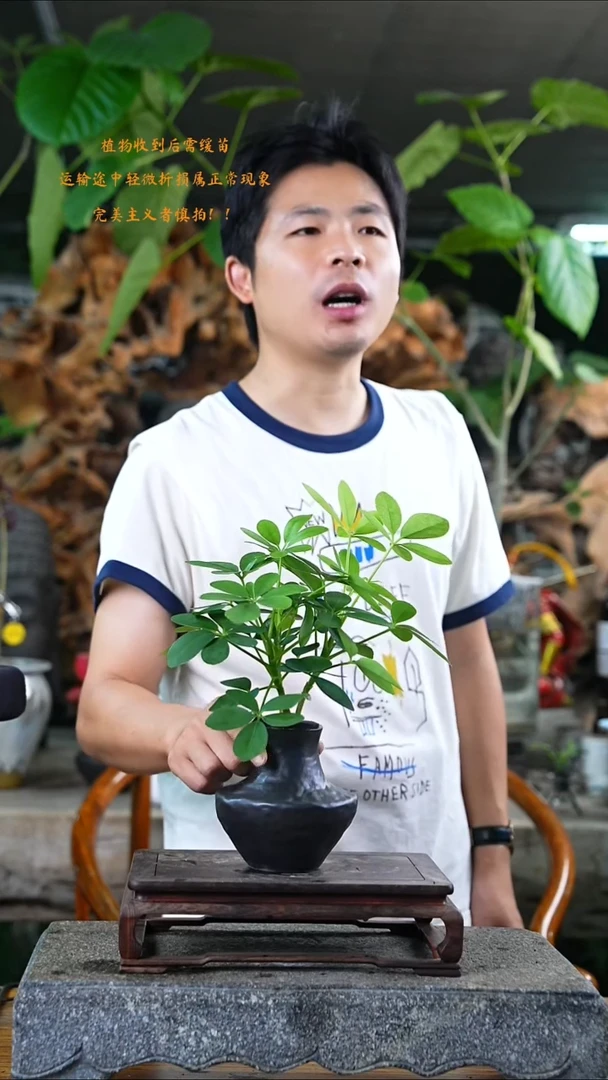 完全开放鸭掌木430T
