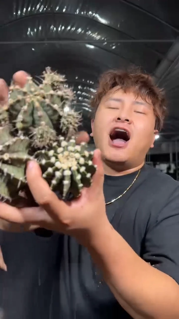 3颗 6-8cm 牡丹 品种不指定