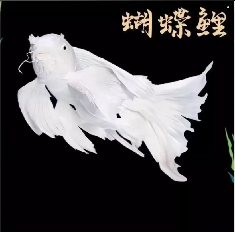 精品蝴蝶鲤台系白色普身观赏鱼