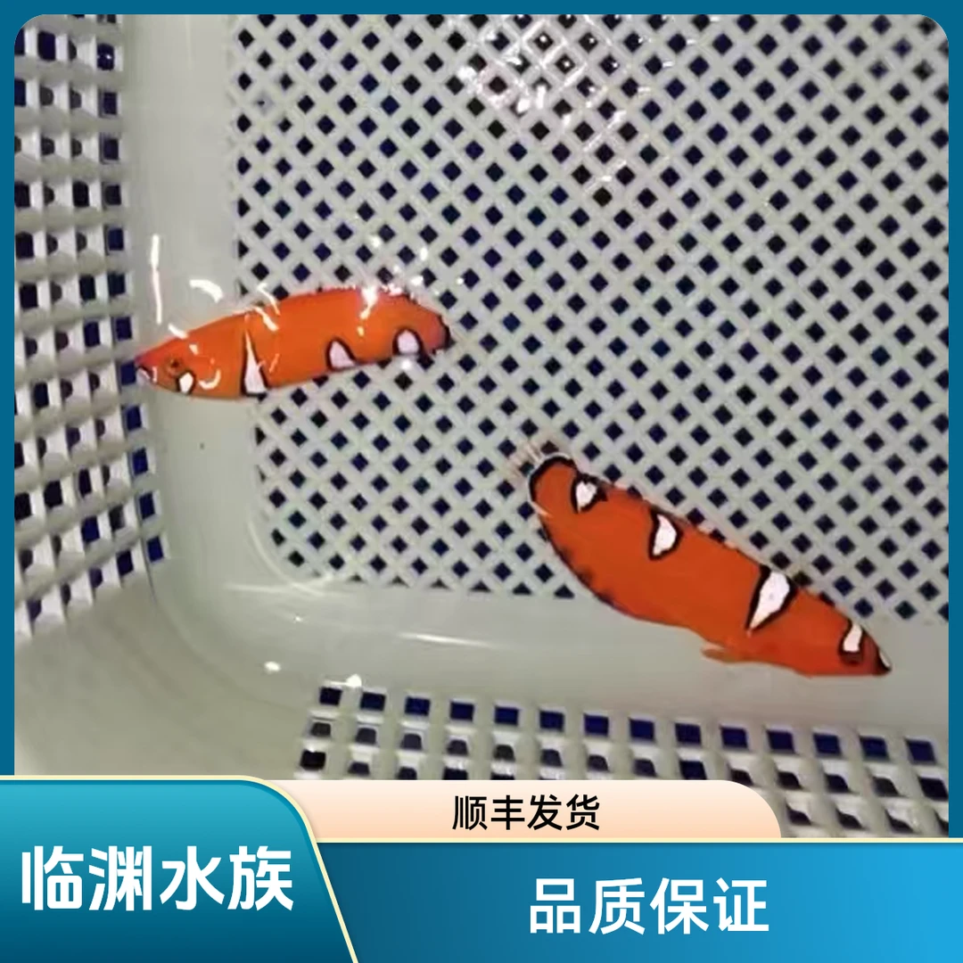 红龙  黄龙  翻沙生物