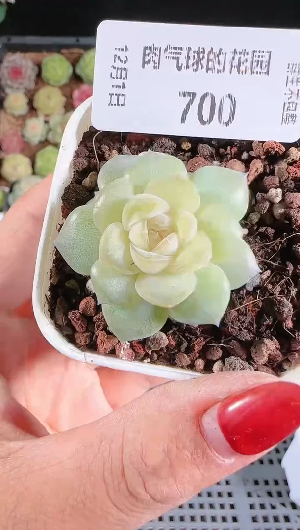 1201-700玉瑶多肉群生不包整