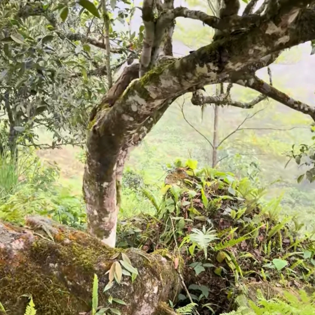 【核心地块】麻栗坡茶坪山【岩韵 散茶】2025年 头春头采