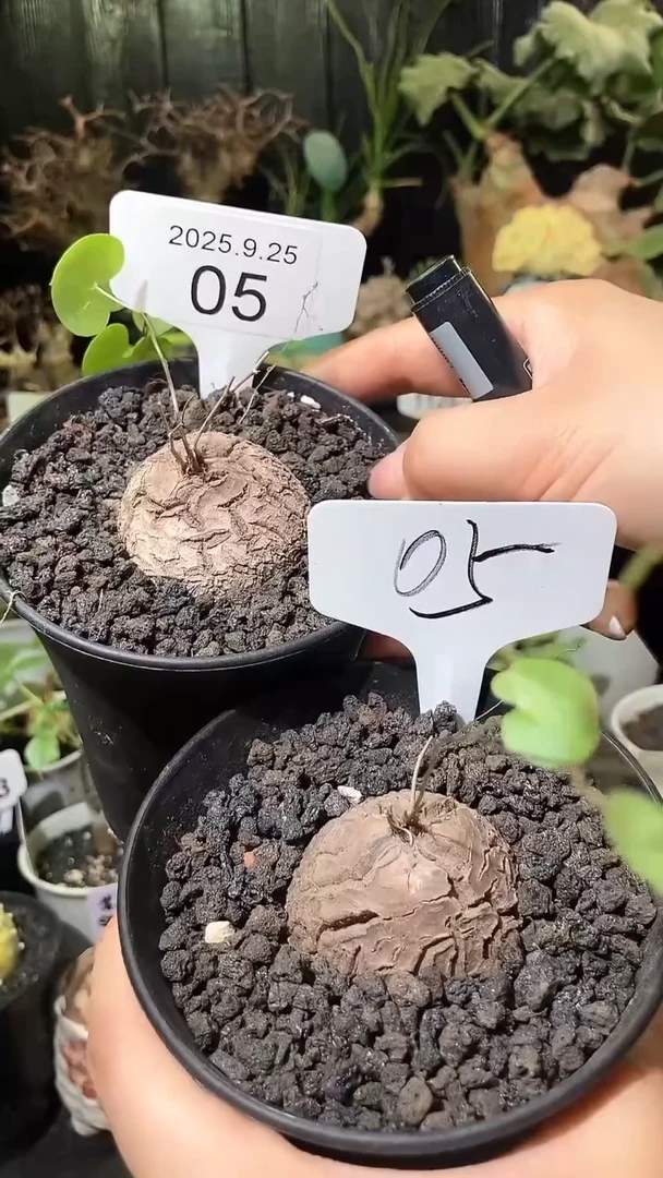 5号925福利南非龟甲龙买1个送1个