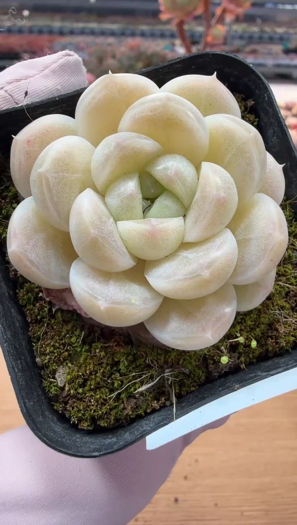 东云多肉园二店-35