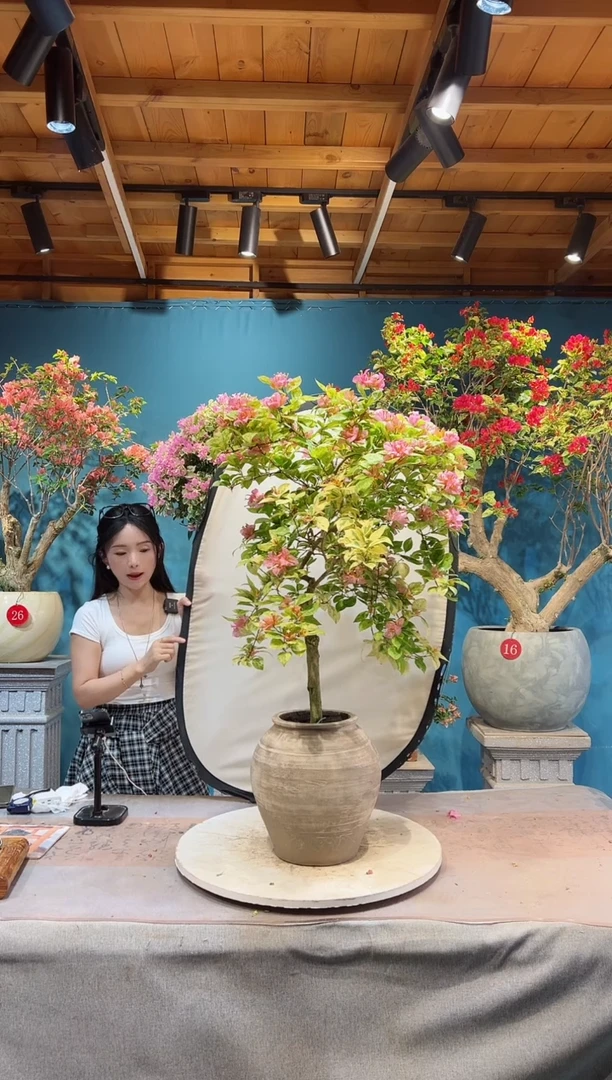 全部花苞金发女郎三角梅