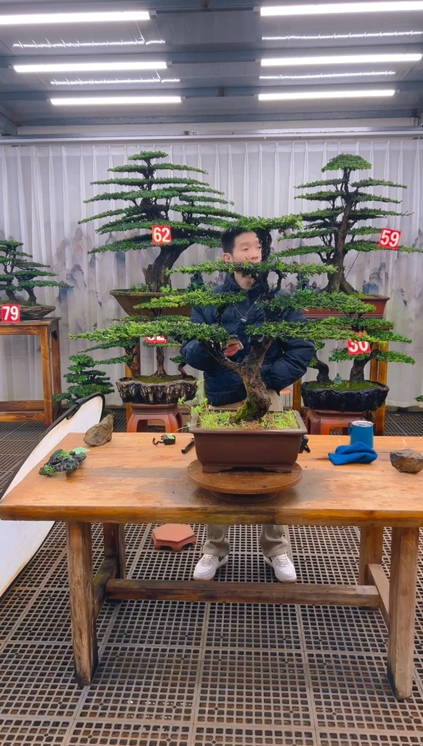 无花朵精品盆景直播间一物一拍