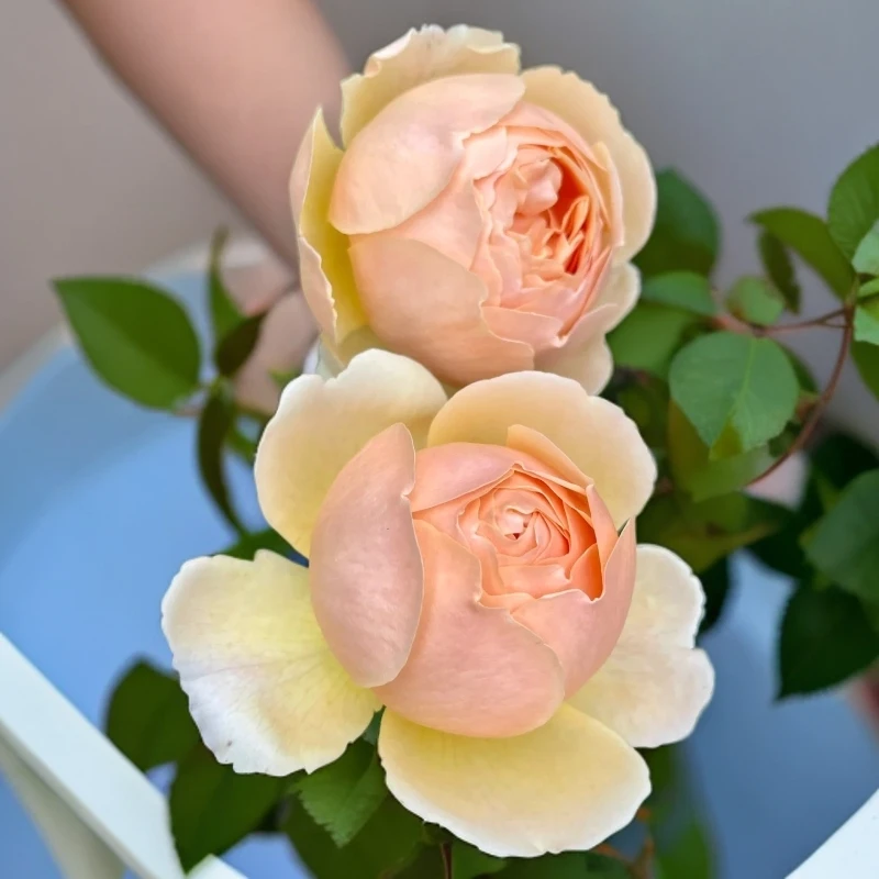 【无名裘德】灌木月季花浓香大花品种盆栽优选阳台品种可地栽花苗