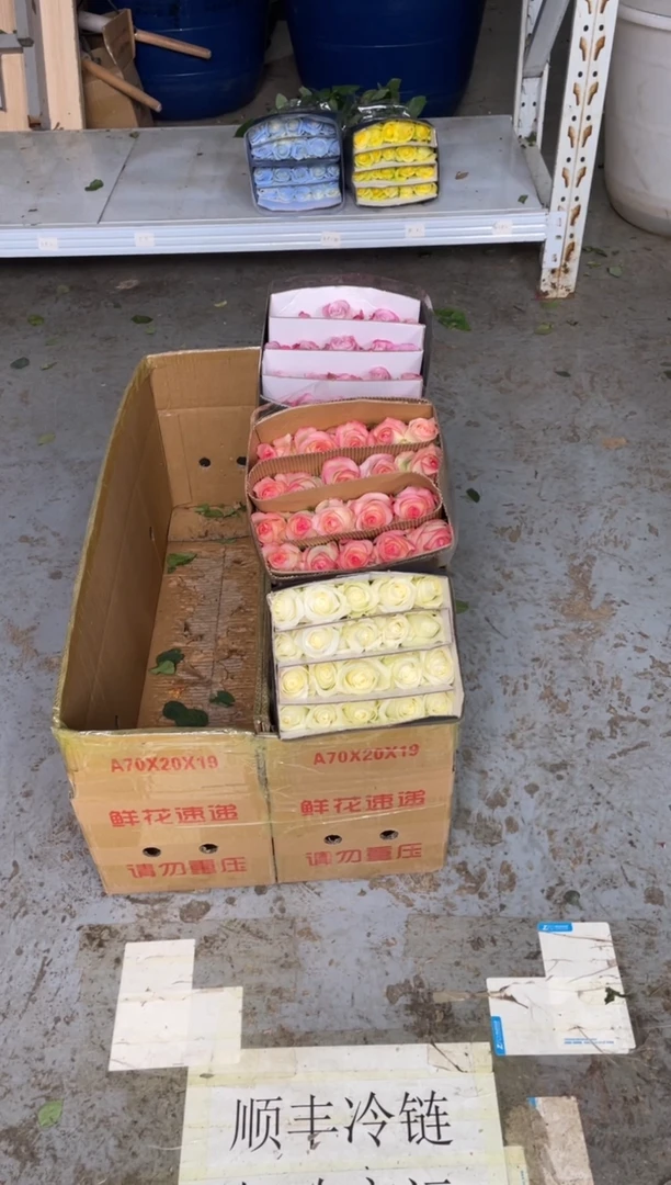 骄傲20枝+艾沙20枝+气场20枝