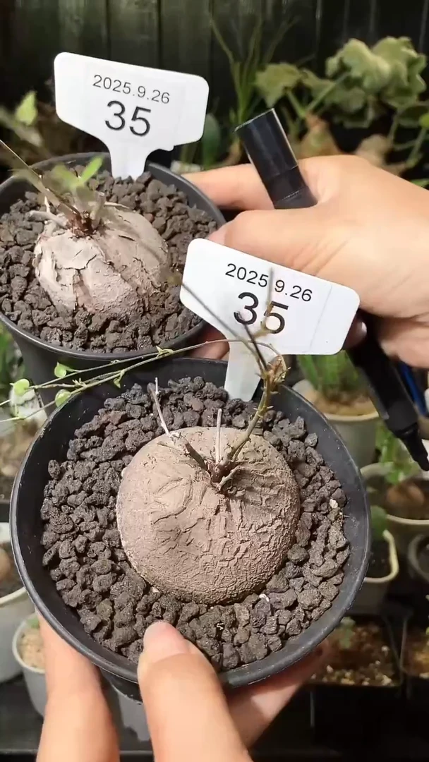 35号926福利南非龟甲龙买1个送1个