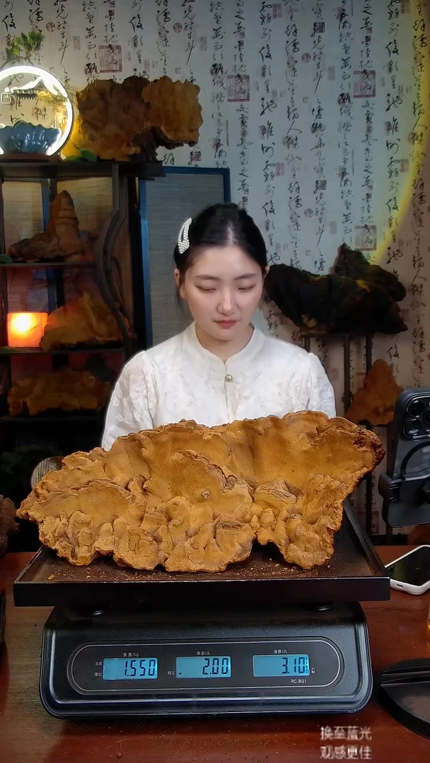 松针层孔菌中国大陆【藏区】松树桑黄（3.1斤）40-50年份