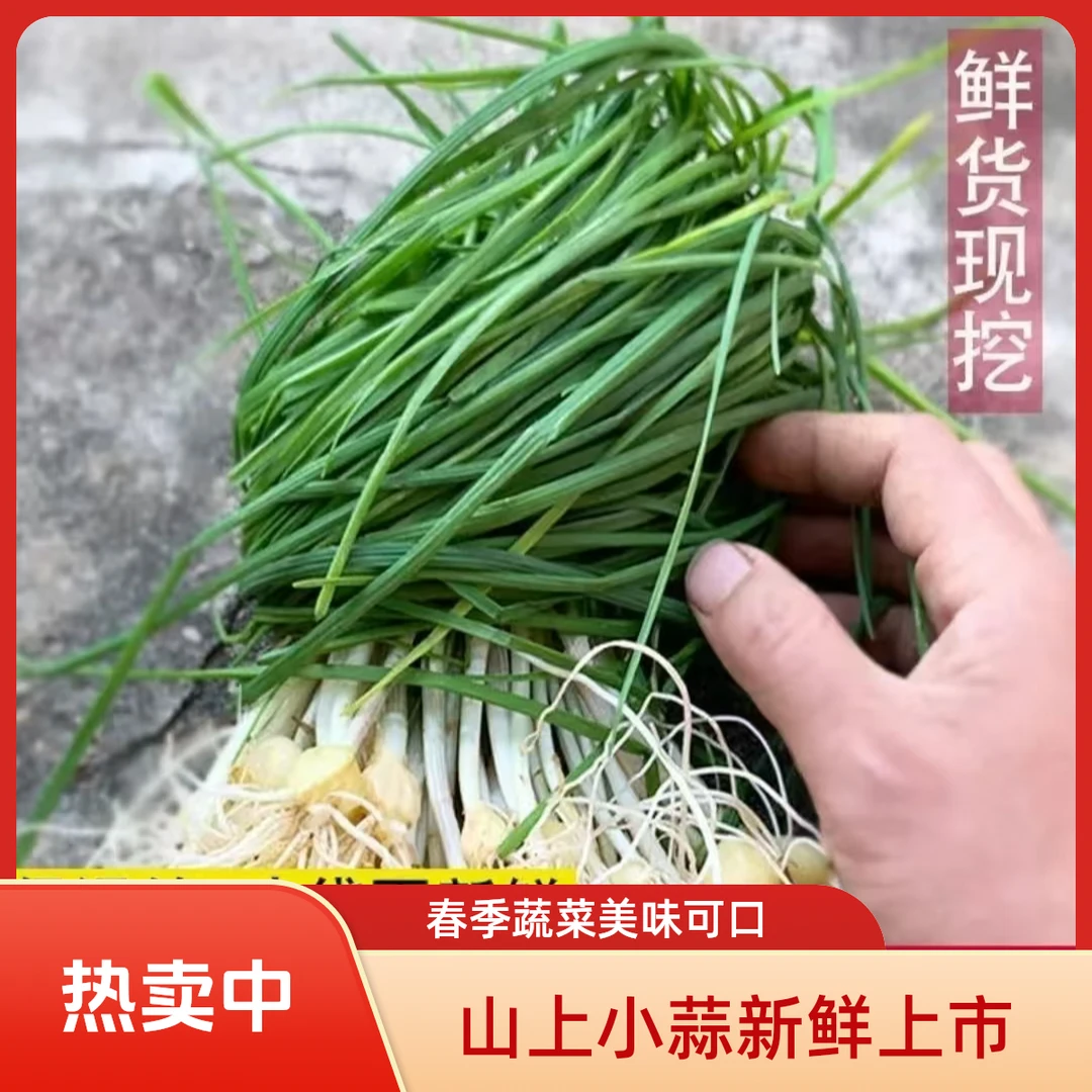 现挖新鲜小根蒜小香葱苦蒜春季包饺子蔬菜薤白