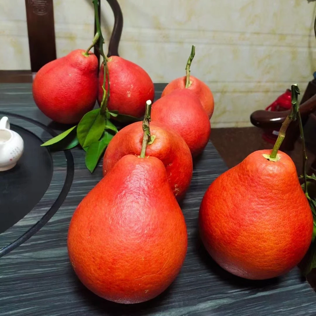 中国红柚苗香水红柚苗大红袍嫁接苗