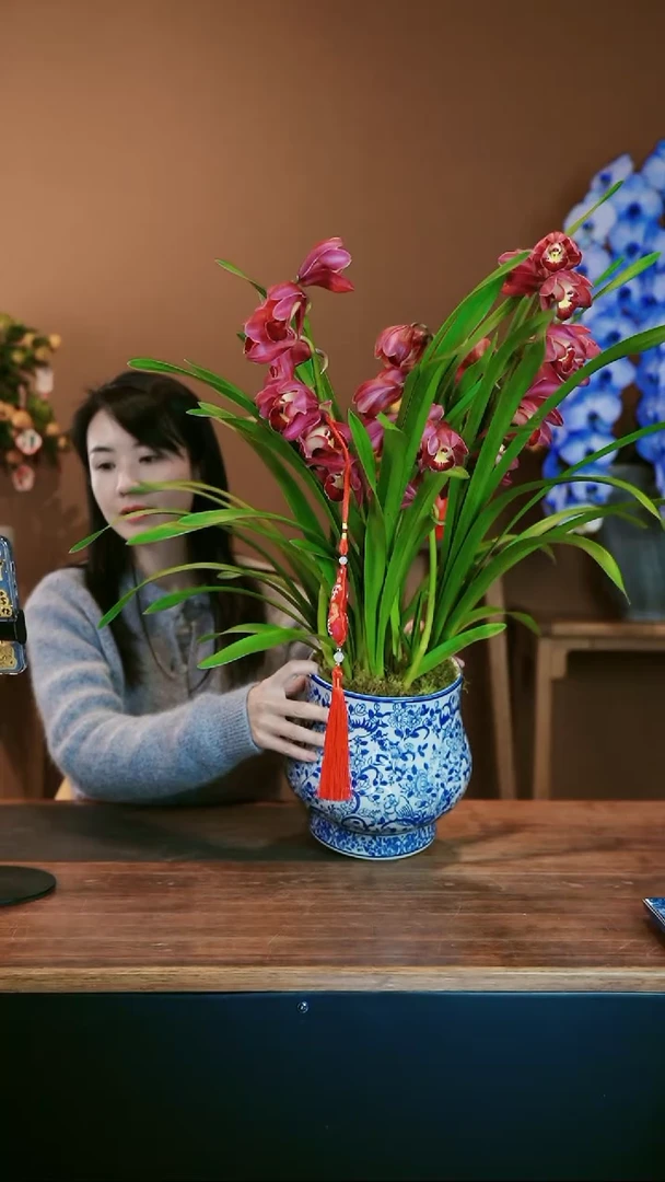 【闪购商品】盆景红袍蕙兰 青花