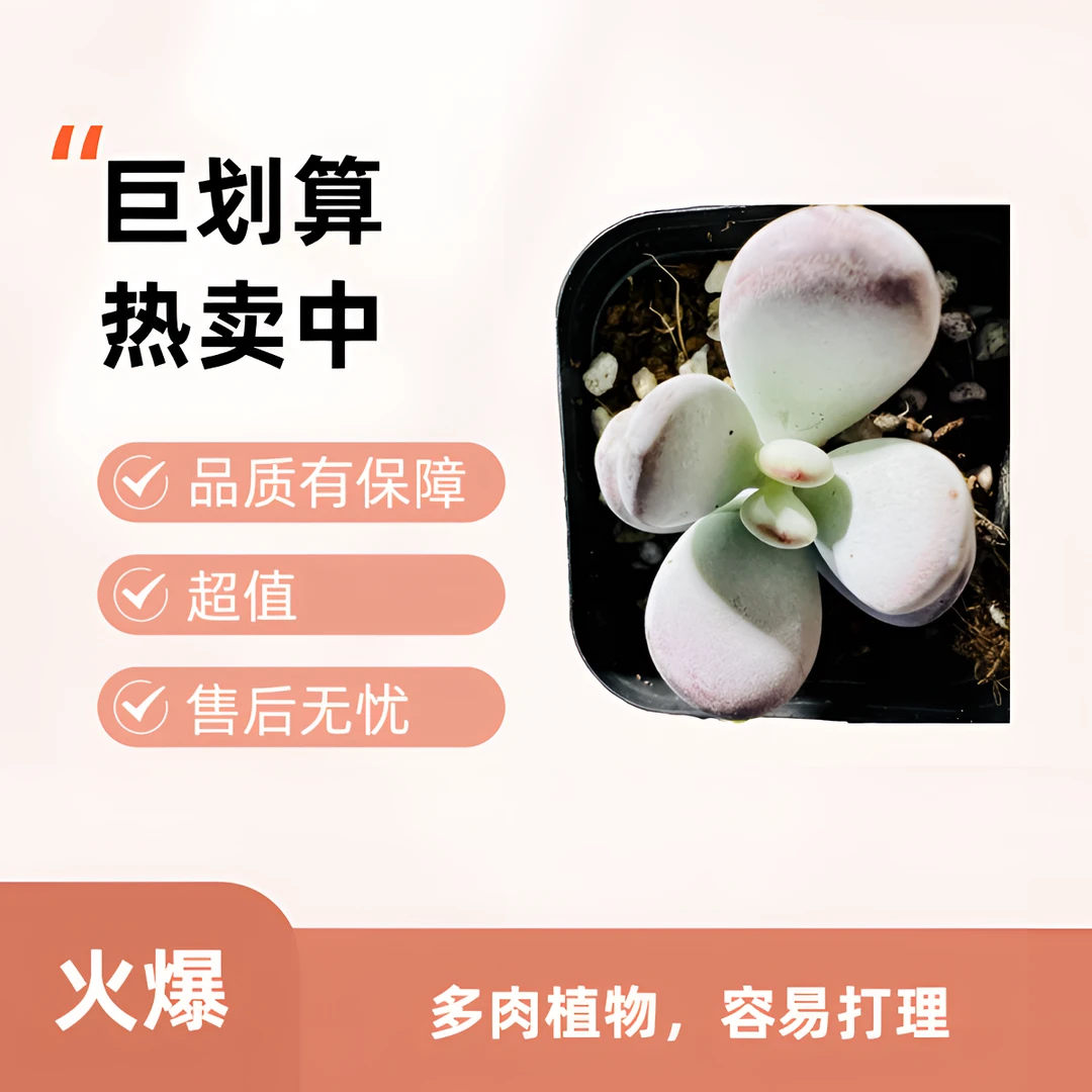 圆滚滚乒乓福娘多肉植物适合办公室盆栽