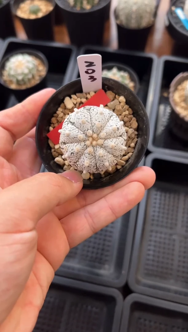 实生根星兜仙人球编码203