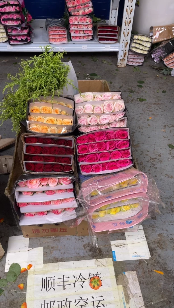 单头玫瑰60枝（任意3个品种）+黄莺