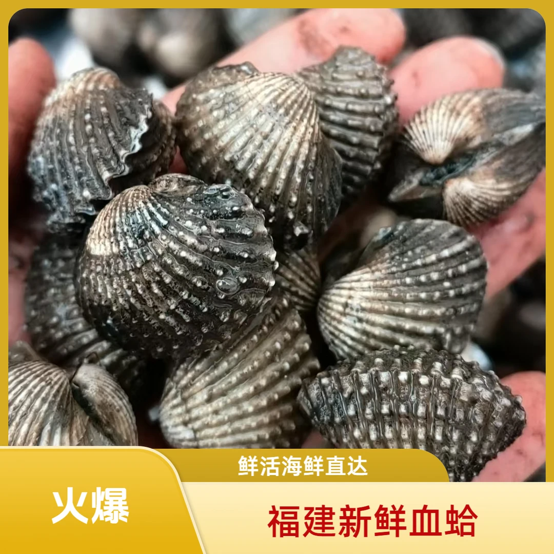 福建鲜活血蛤新鲜海鲜肉质脆嫩腌制血蛤无沙无泥冷链包邮到家