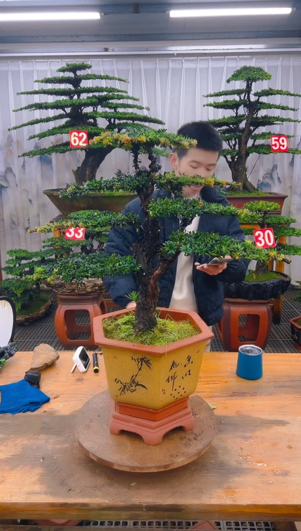 无花朵精品盆景直播间一物一拍