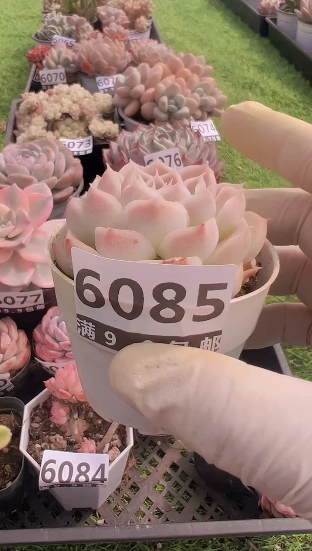 【闪购商品】信福多肉一物一拍