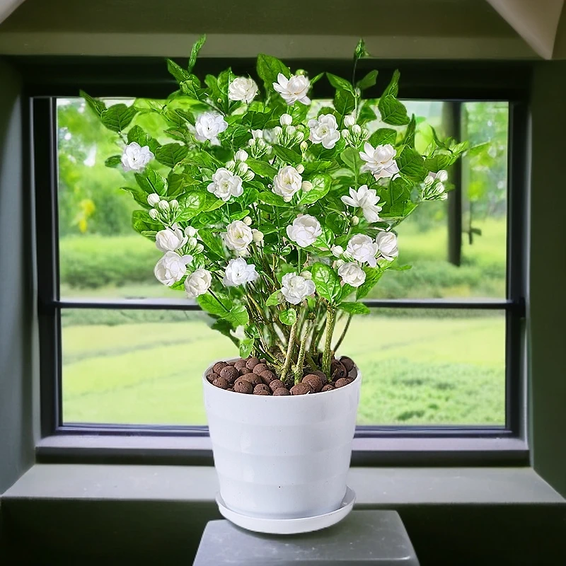 茉莉花盆栽带花苞开花芳香美观四季常绿易活室内外阳台庭院树苗