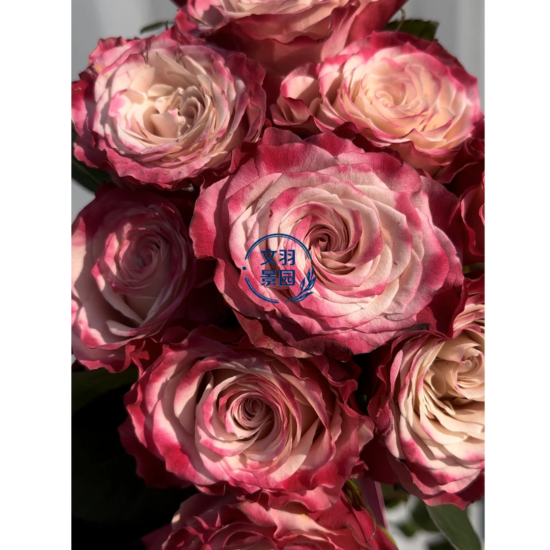 文羽景园【粉色经典】切花月季多季节重复开花