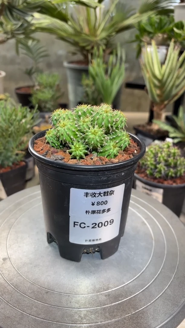 丰收大戟杂FC-2009