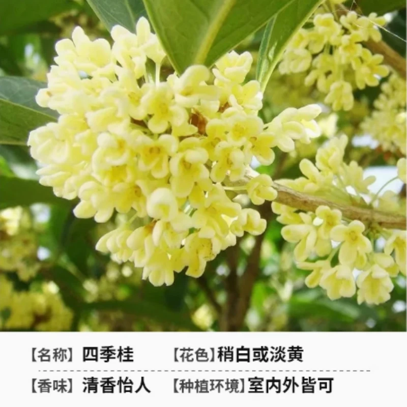 14【高杆】新四季桂花树盆栽浓香型带花苞好养易活适合阳台庭院室