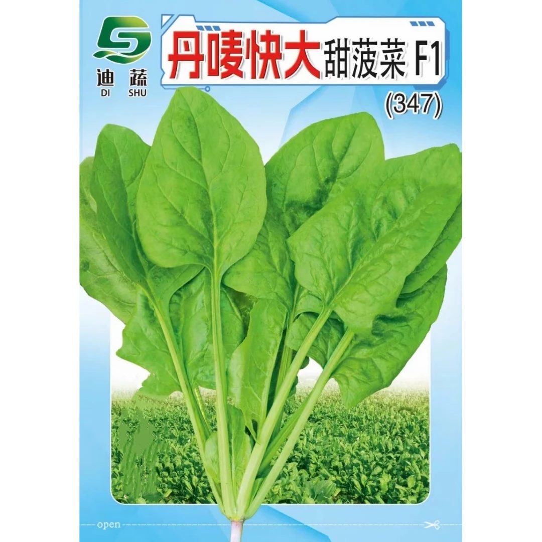 菠菜种子347*丹唛快大甜菠菜杂交菠菜种