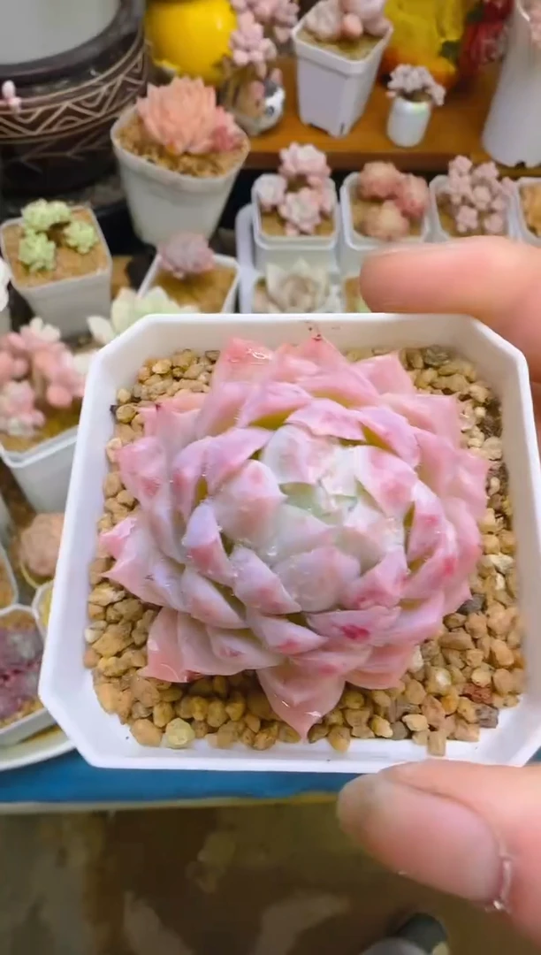 【闪购商品】喜—289—仙农（眼镜蛇）