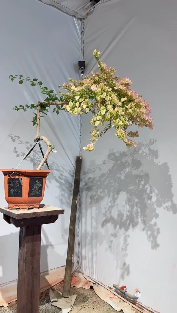 【闪购商品】盆景粉红秀荣