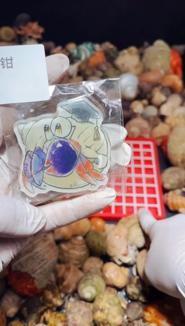 陌派有钳寄居蟹018