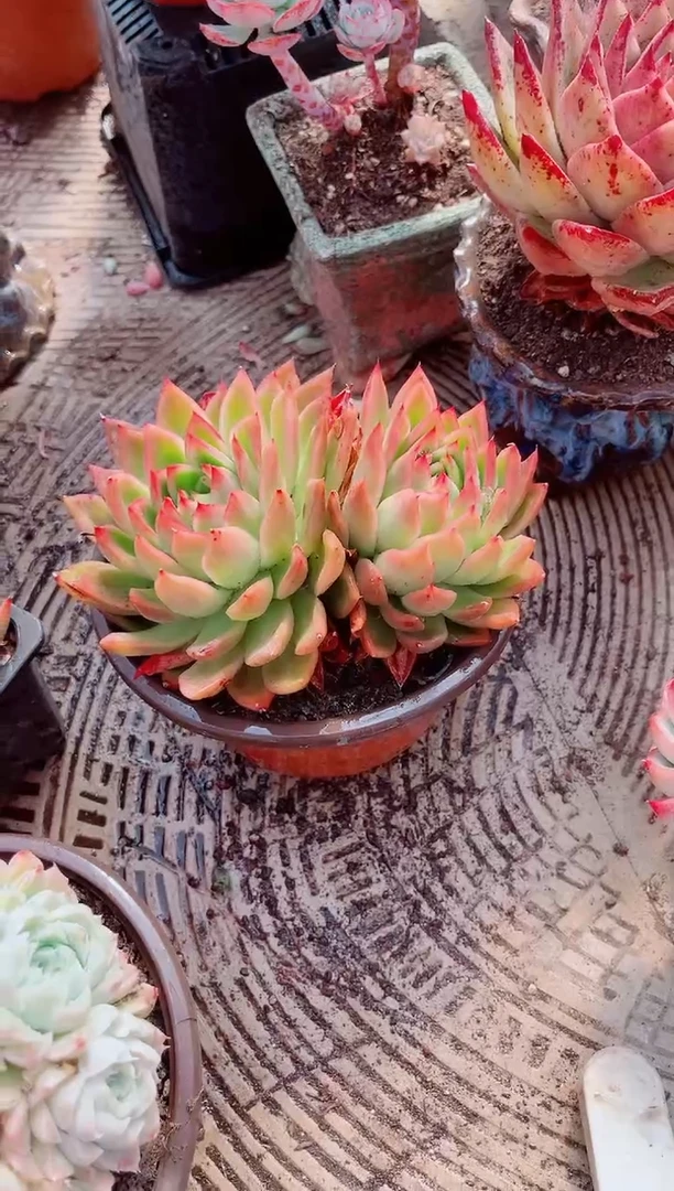 ?**斯跃跃精品多肉04145