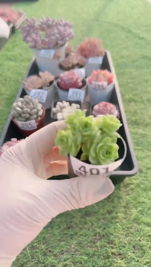 【闪购商品】梦会多肉一物一拍