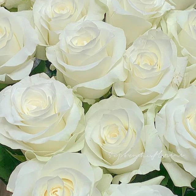 【单头玫瑰骄傲10枝】单头玫瑰骄傲鲜切花本地发货同城1小时送达