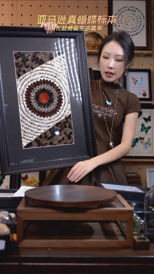 蝴蝶标本摆件竞拍